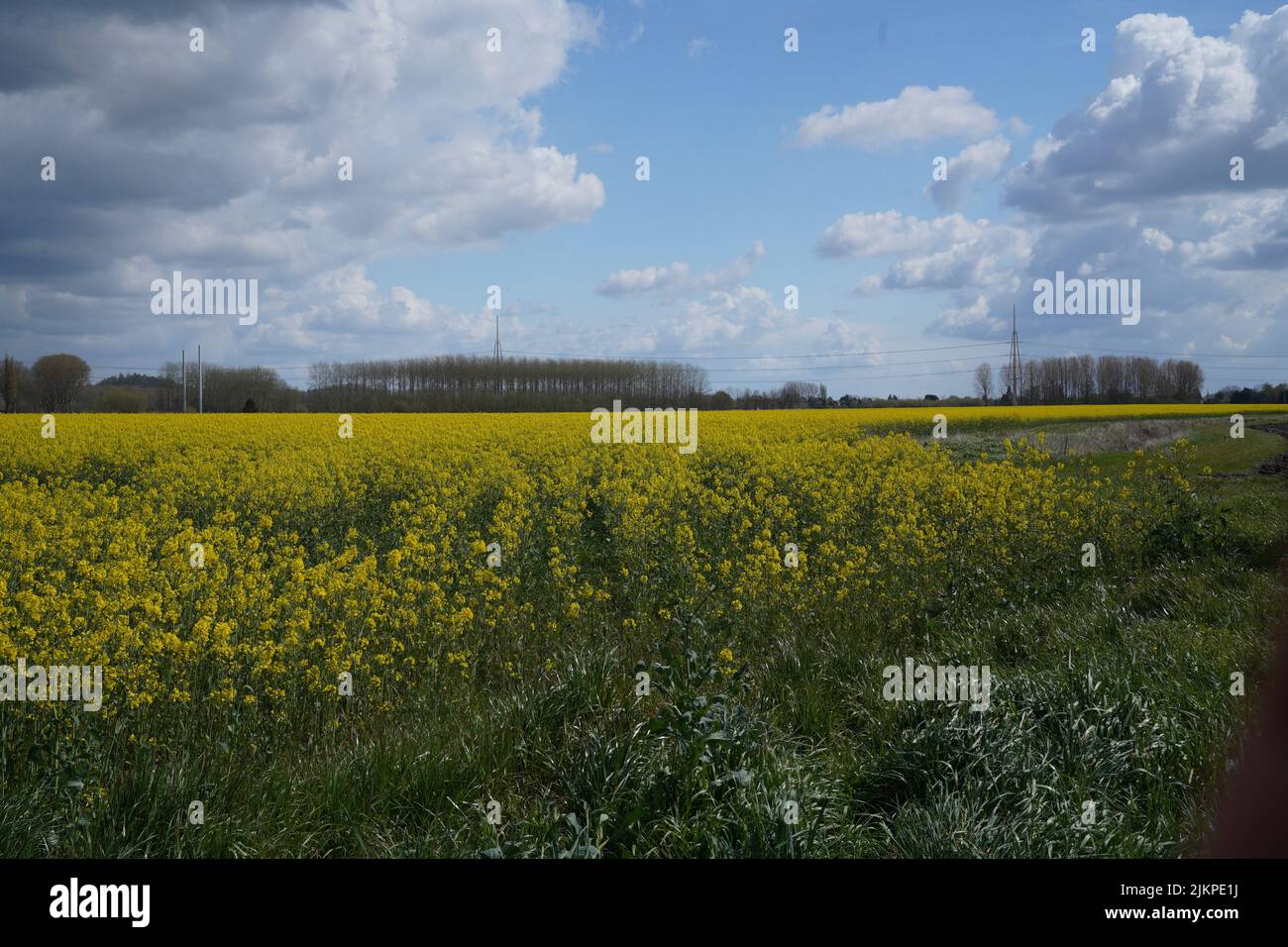 A closeup of a field with vibrant yellow flowers Stock Photo