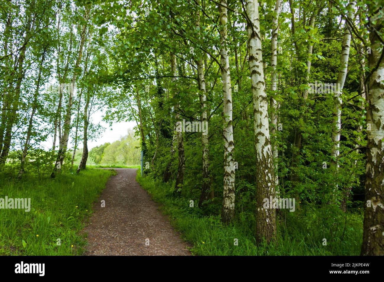 A closeup of a pathway in a green forest Stock Photo - Alamy