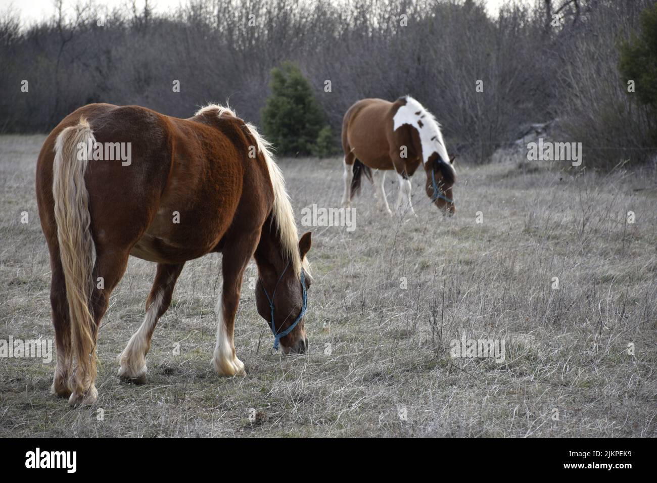 Two horses grazing in the field in the background of leafless trees. Stock Photo