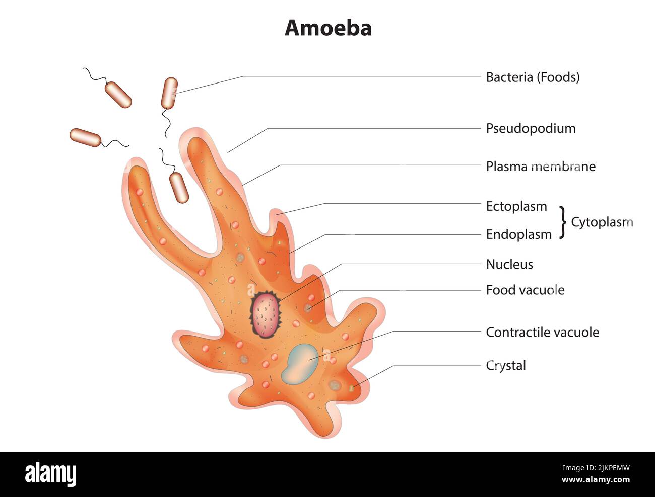 Infographic diagram of typical amoeba cell Stock Photo