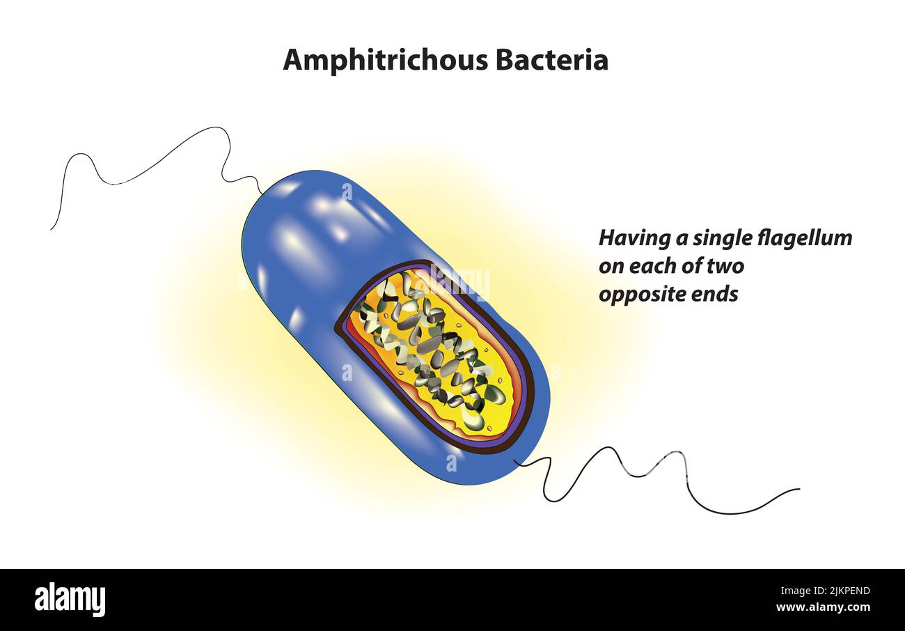 Amphitrichous Bacteria structure Stock Photo