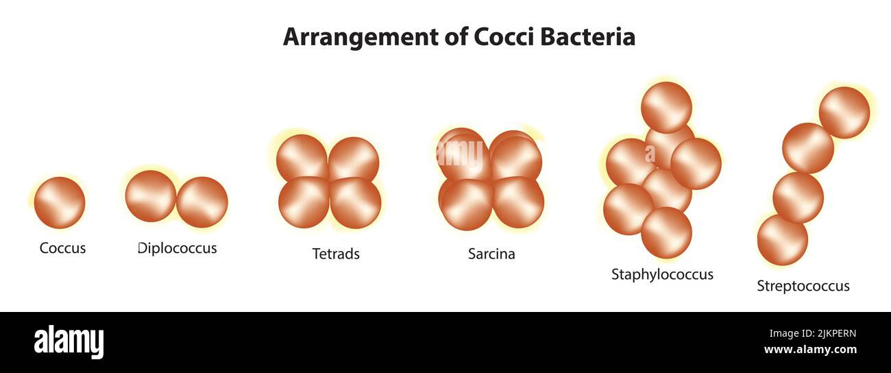 Cocci bacteria classification Stock Photo
