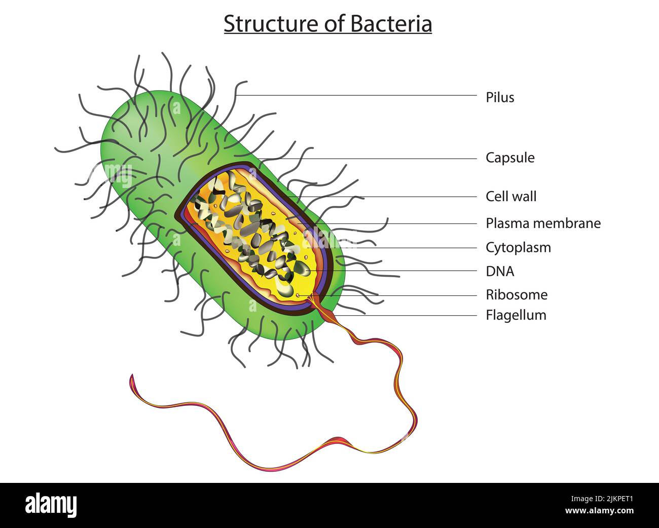 Anatomy of typical bacteria Stock Photo