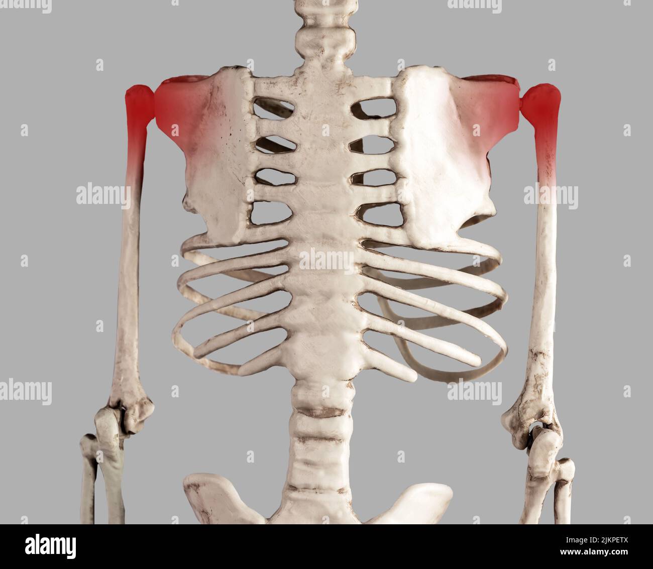 Skeleton with red points at painful shoulder joints. Arm pain. Overuse, tendons injury, arthritis consequences. Medical conditions, anatomy concept. High quality photo Stock Photo