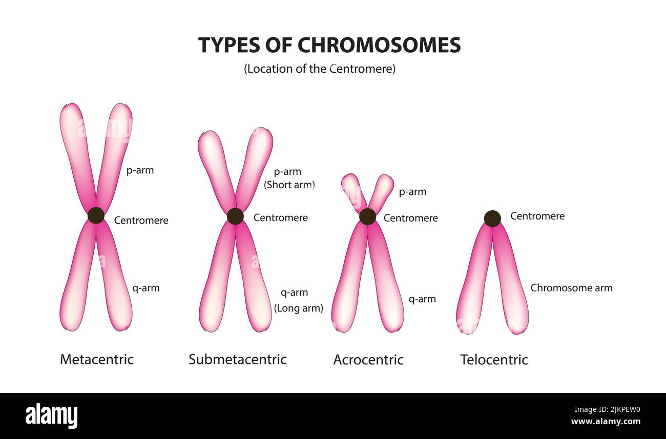 Classification of centromere (Chromosome classification) Stock Photo