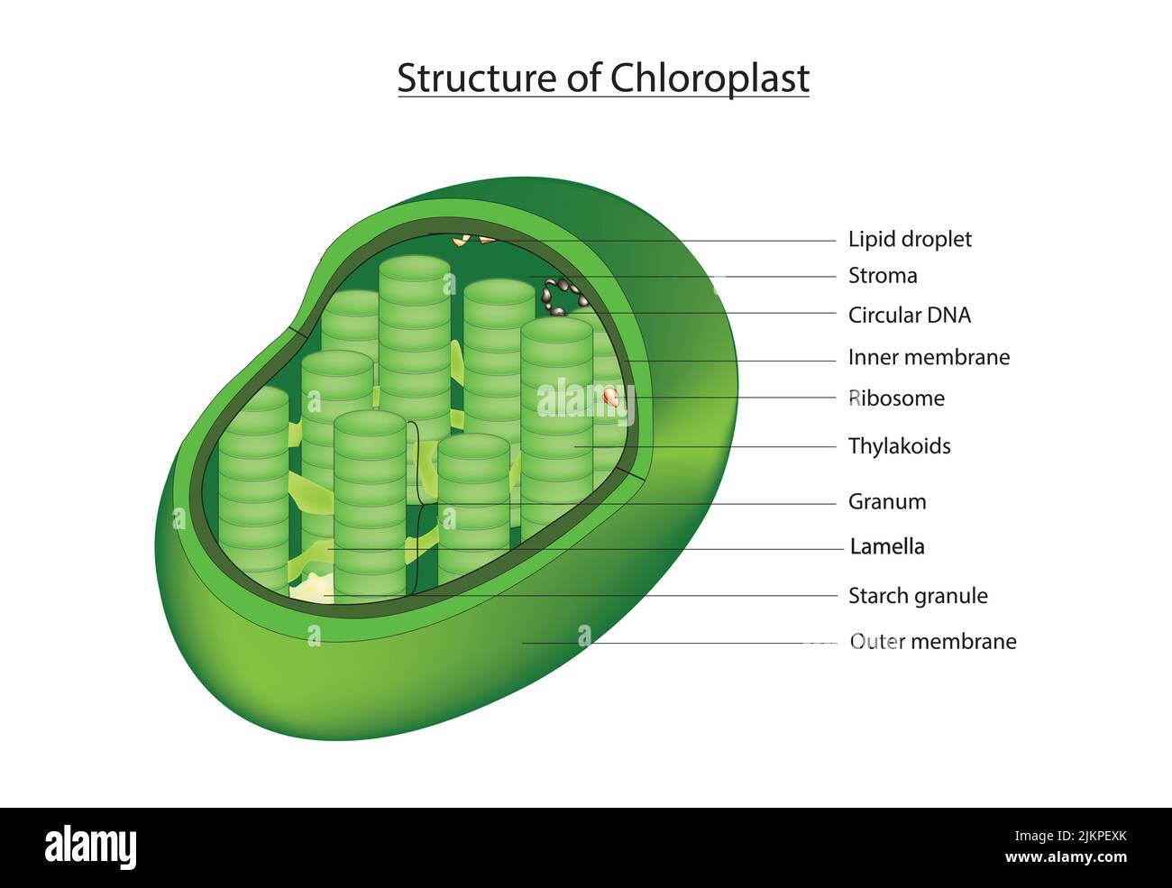 3D Chloroplast Stock Photo