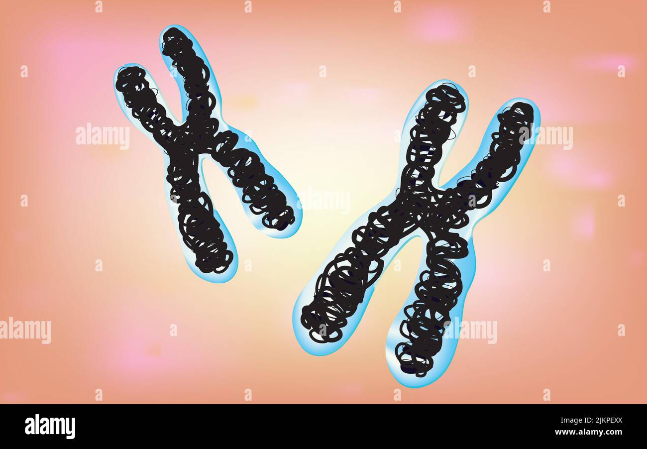 Chromosome in nucleus (made up of DNA, tightly coiled around proteins) Stock Photo
