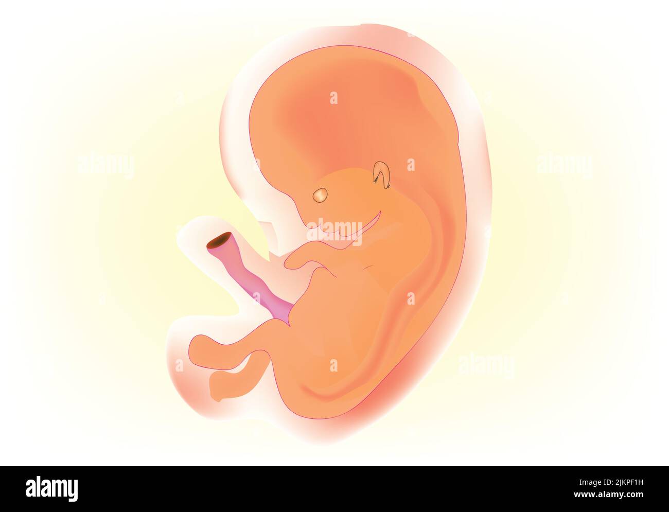 Human embryo anatomy Stock Photo