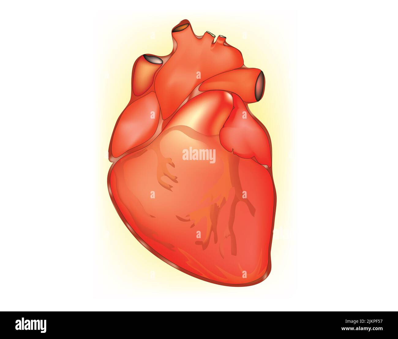 Heart anatomy Stock Photo