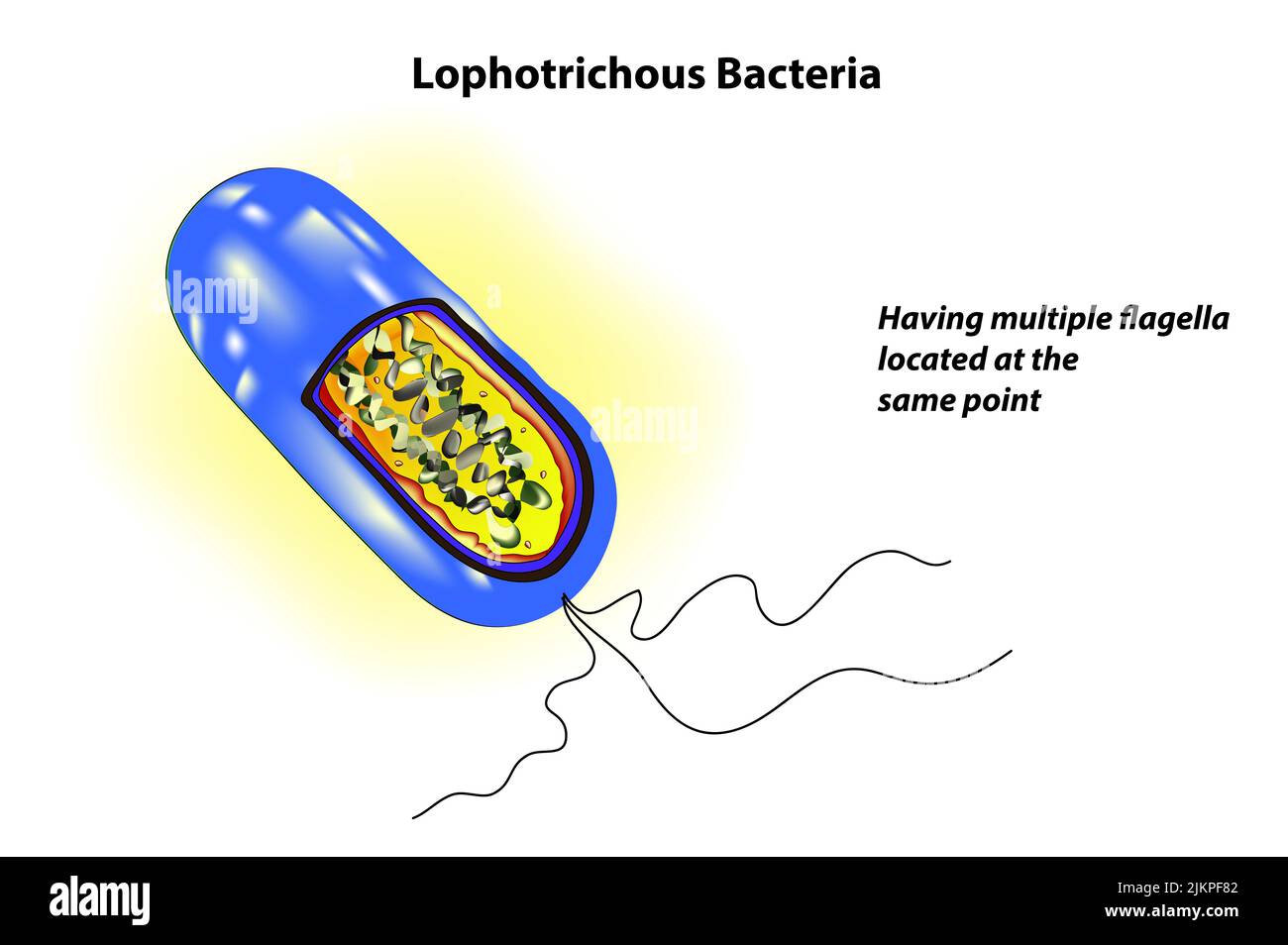 Lophotrichous Bacteria (multiple flagella located at the same spot on the bacteria's surfaces) Stock Photo