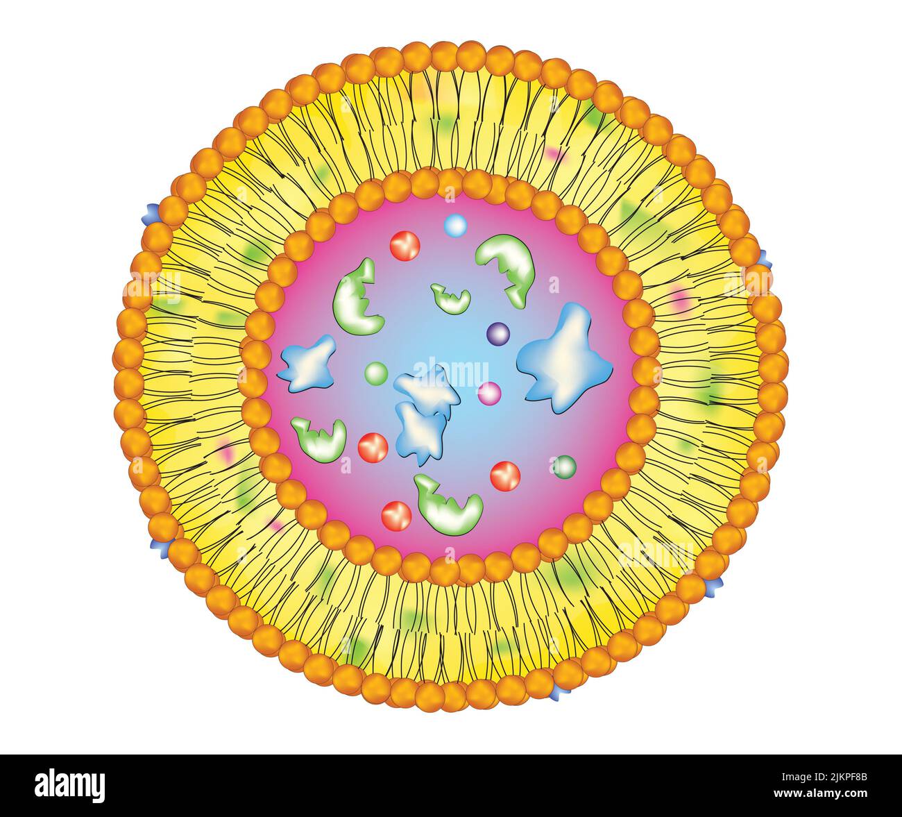 Lysosome cross-sectional anatomy Stock Photo