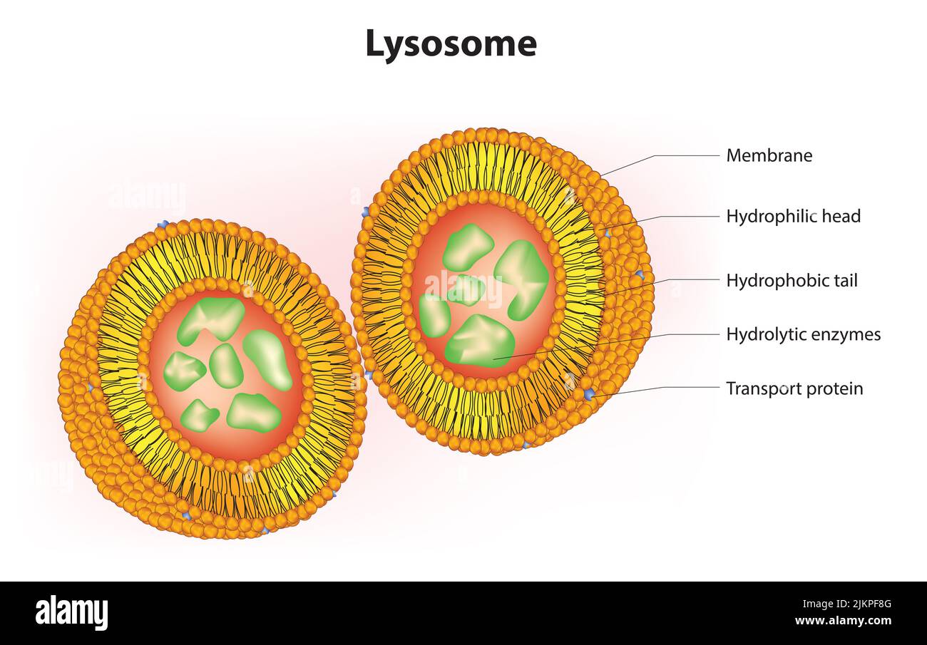 3D Anatomy of lysosome Stock Photo