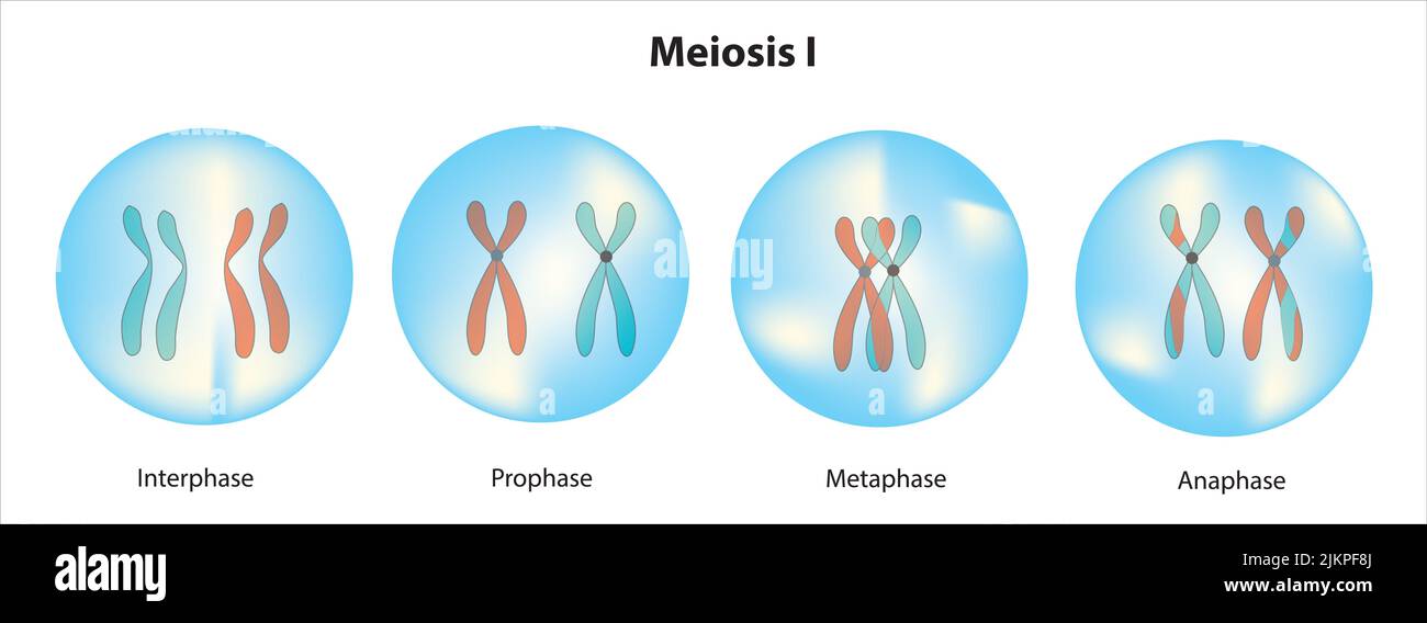 Meiosis I Stock Photo