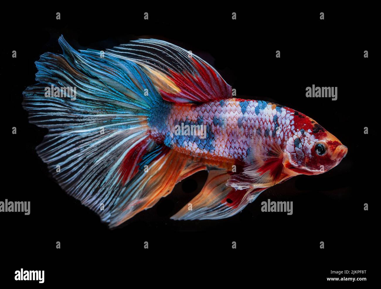 A closeup shot of a betta fish isolated on a black background Stock Photo