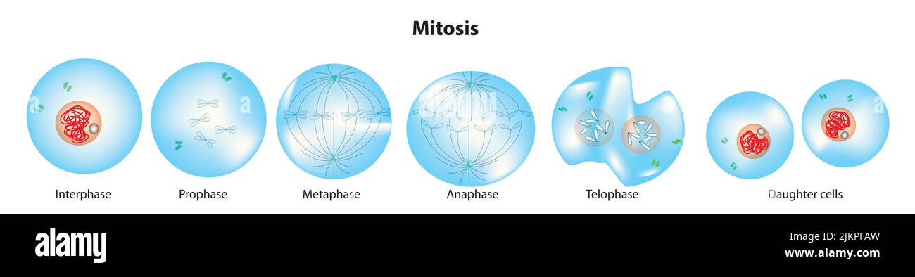 Mitosis stages Stock Photo