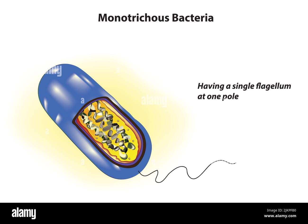 Monotrichous Bacteria anatomy (have a single flagellum) Stock Photo