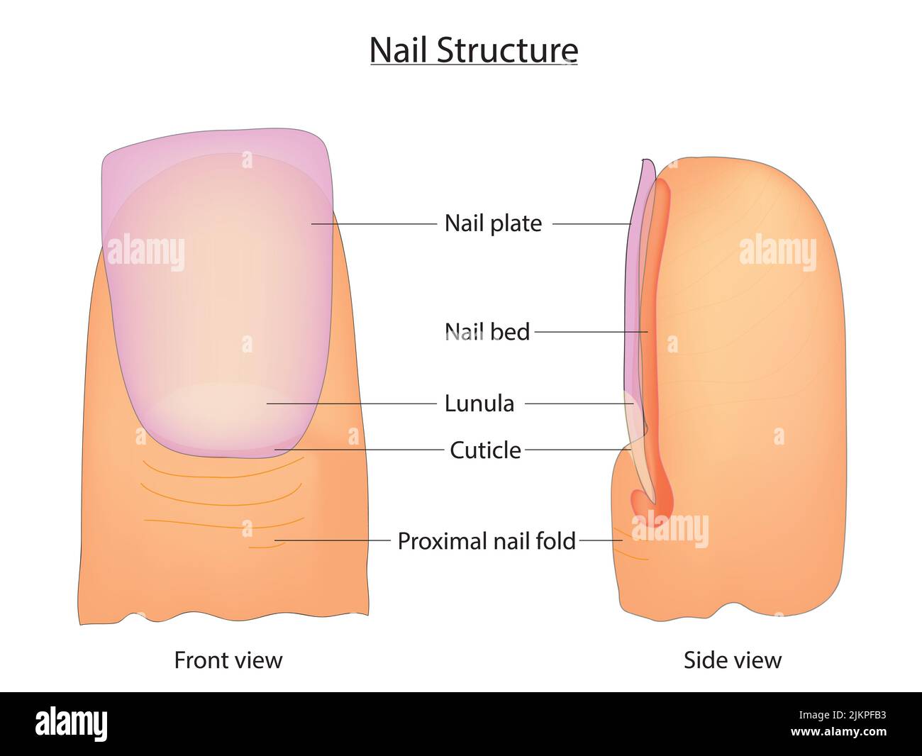 Activity: The Structure of The Nail Activity: The Structure of The Nail |  PDF | Nail (Anatomy) | Integumentary System