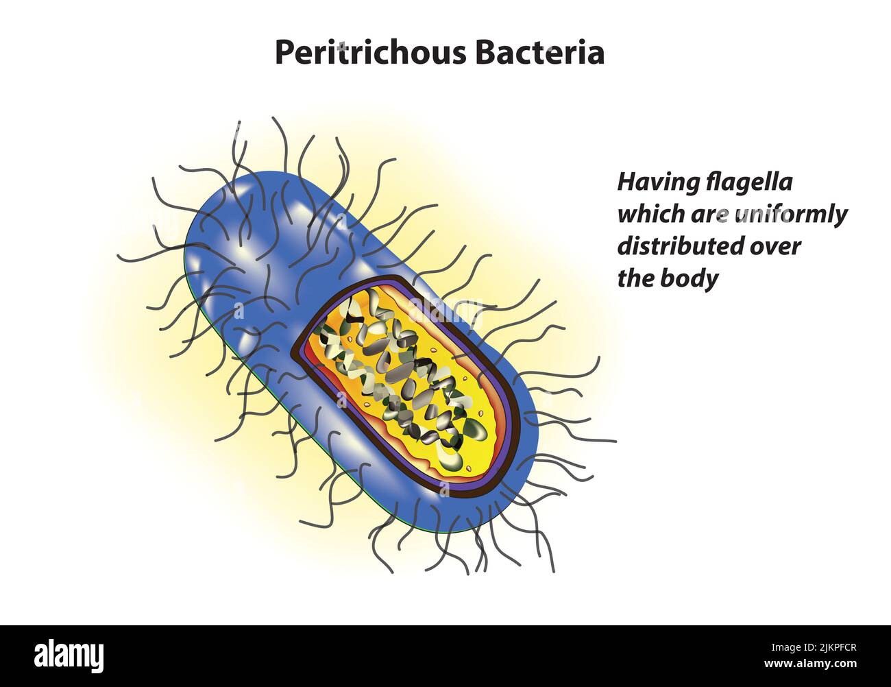 Peritrichous Bacteria anatomy Stock Photo