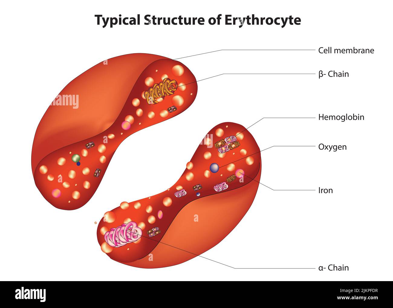 Structure of erythrocyte Stock Photo