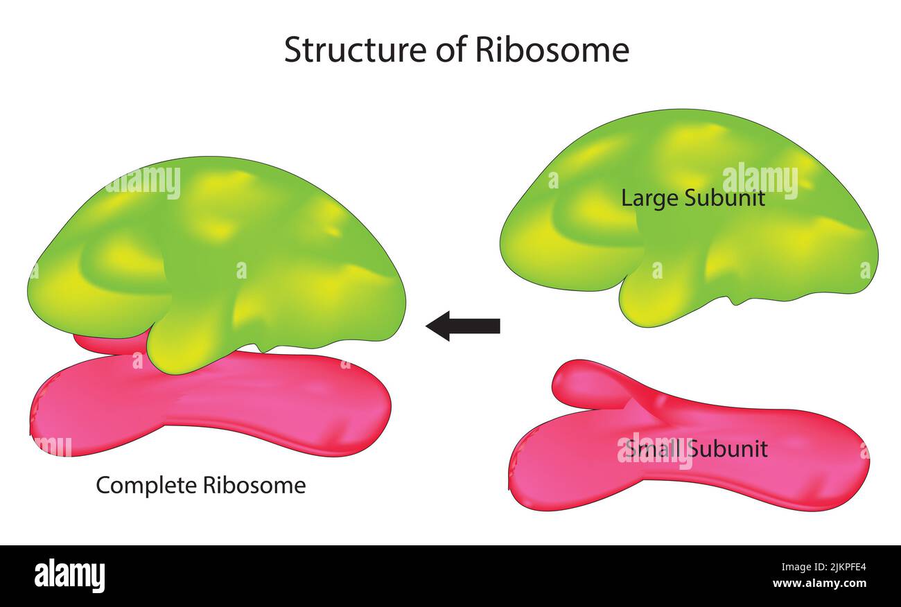 Subunit structure of a ribosome Stock Photo