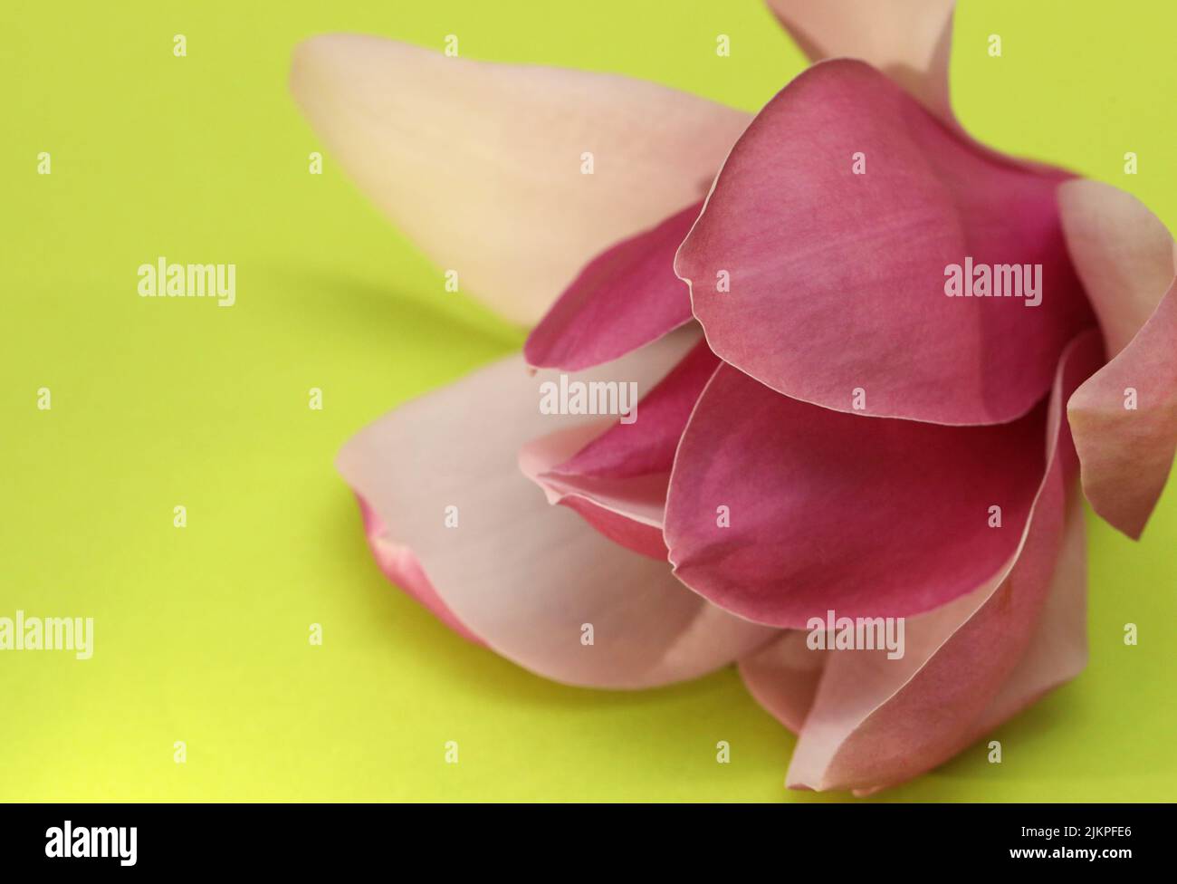 A beautiful tropical looking delicate perfect pink Magnolia flower and petals against a bright intense yellow green background Stock Photo