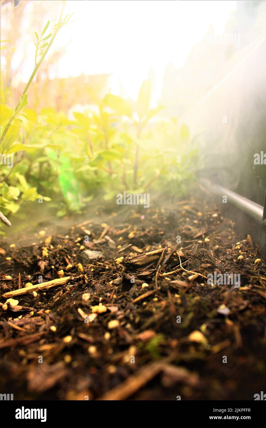 A selective focus shot of Assam tea plantings in a garden Stock Photo