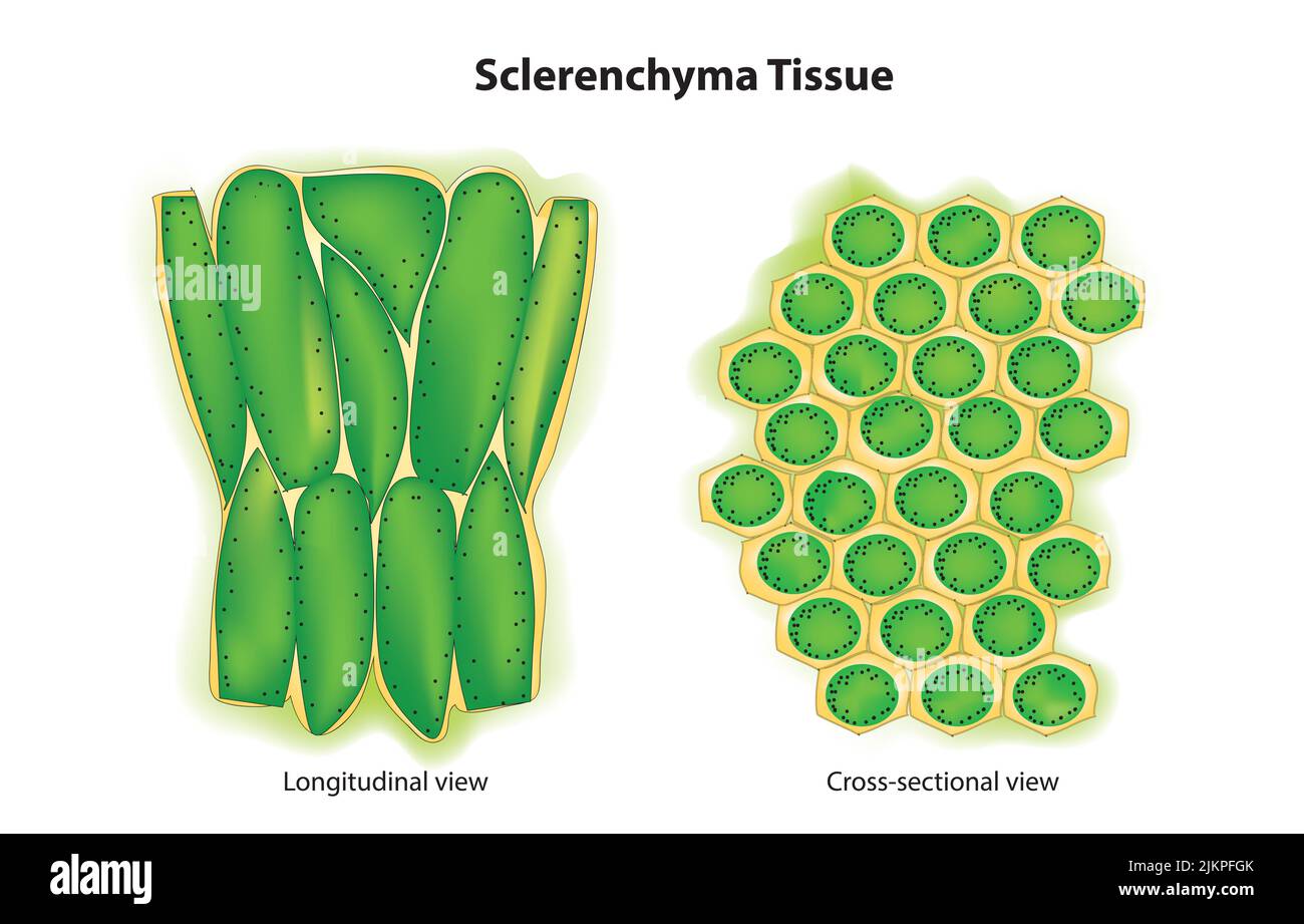 Sclerenchyma tissue Stock Photo