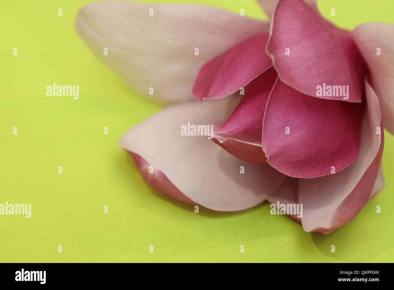 A beautiful tropical looking delicate perfect pink Magnolia flower and petals against a bright intense yellow green background Stock Photo