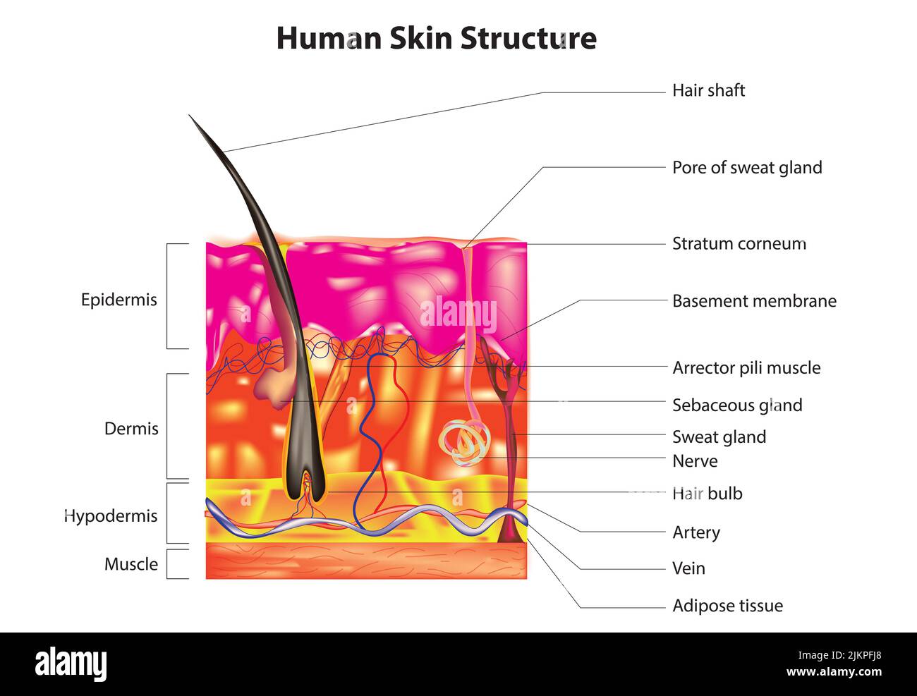 Skin anatomy Stock Photo