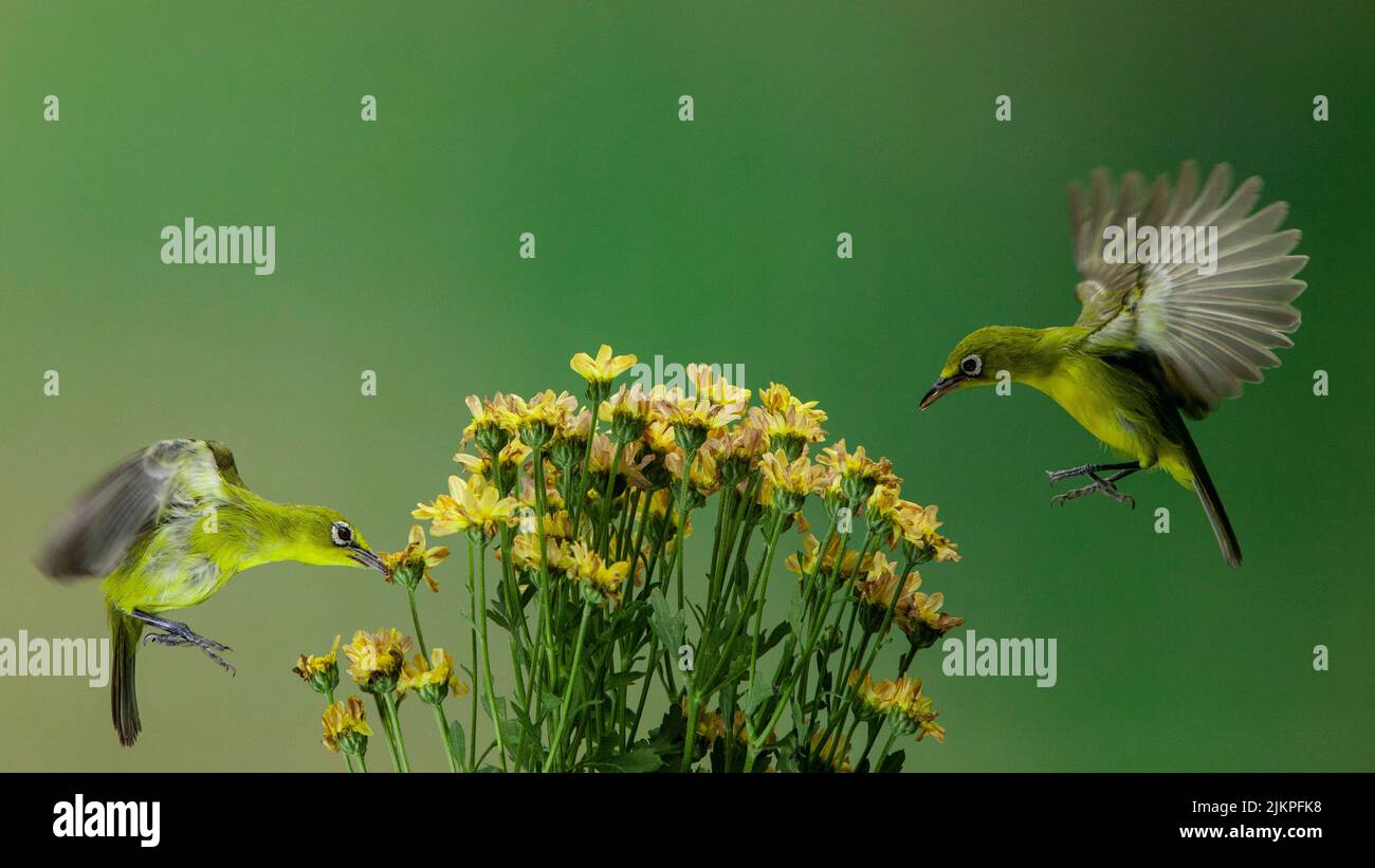 Two white-eyed birds feeding on the nectar of a yellow flower on a blurred green background Stock Photo