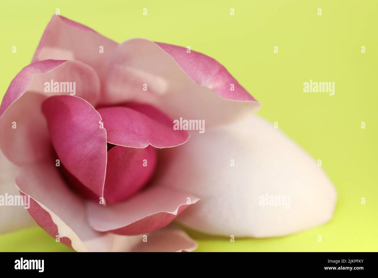 A delicate perfect pink Magnolia flower and pale soft petals against a bright green background Stock Photo
