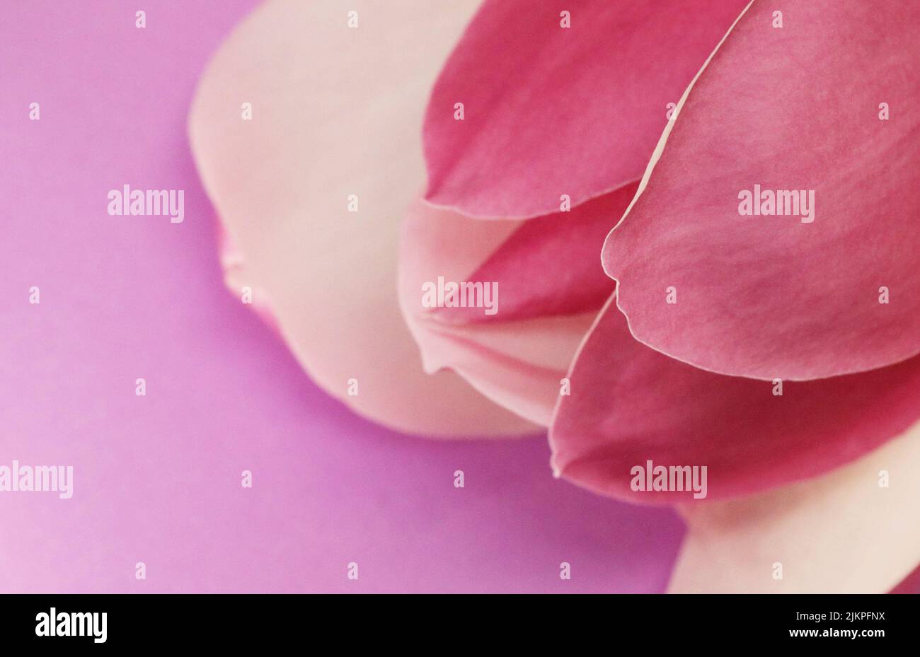 Natures beautiful pink Magnolia flower and petal isolated against a purple or magenta background Stock Photo