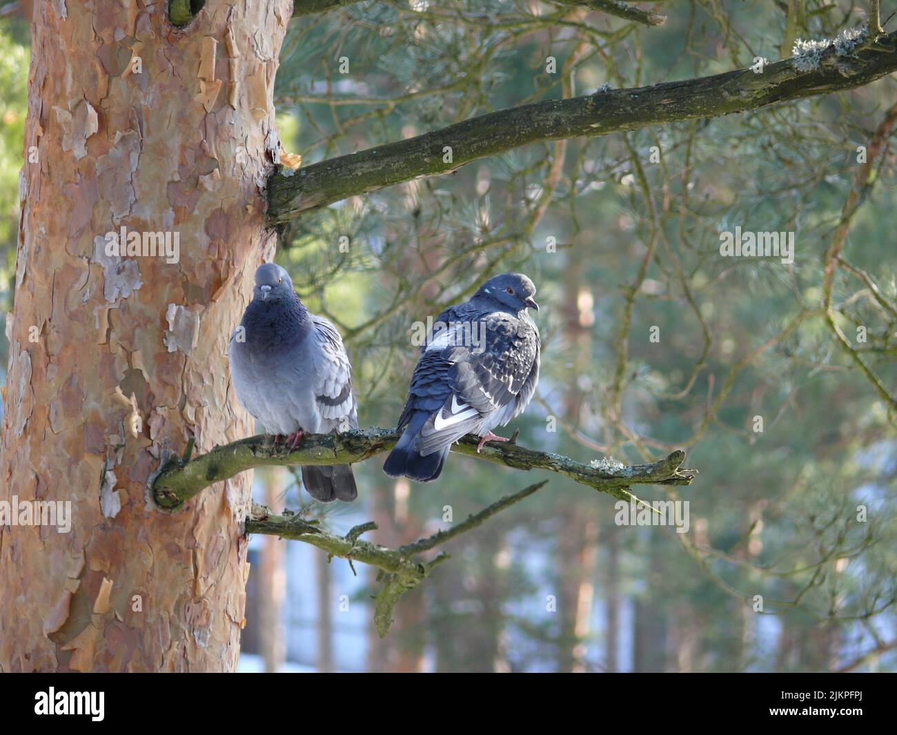 A close-up shot of two pigeons sitting on a tree branch. Stock Photo