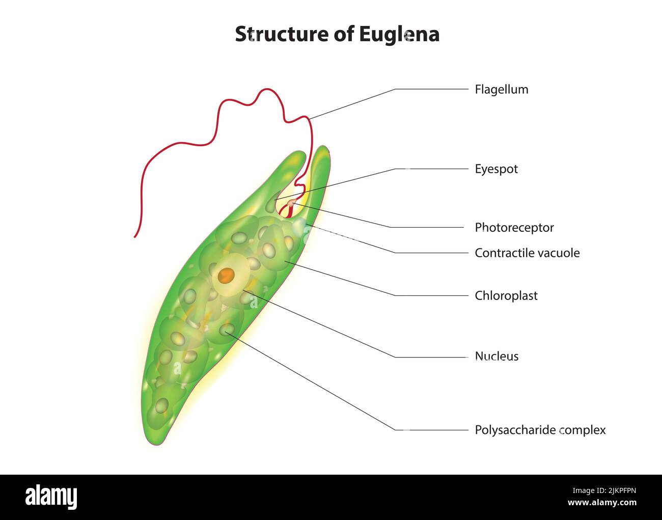 Euglena Structure Stock Photo