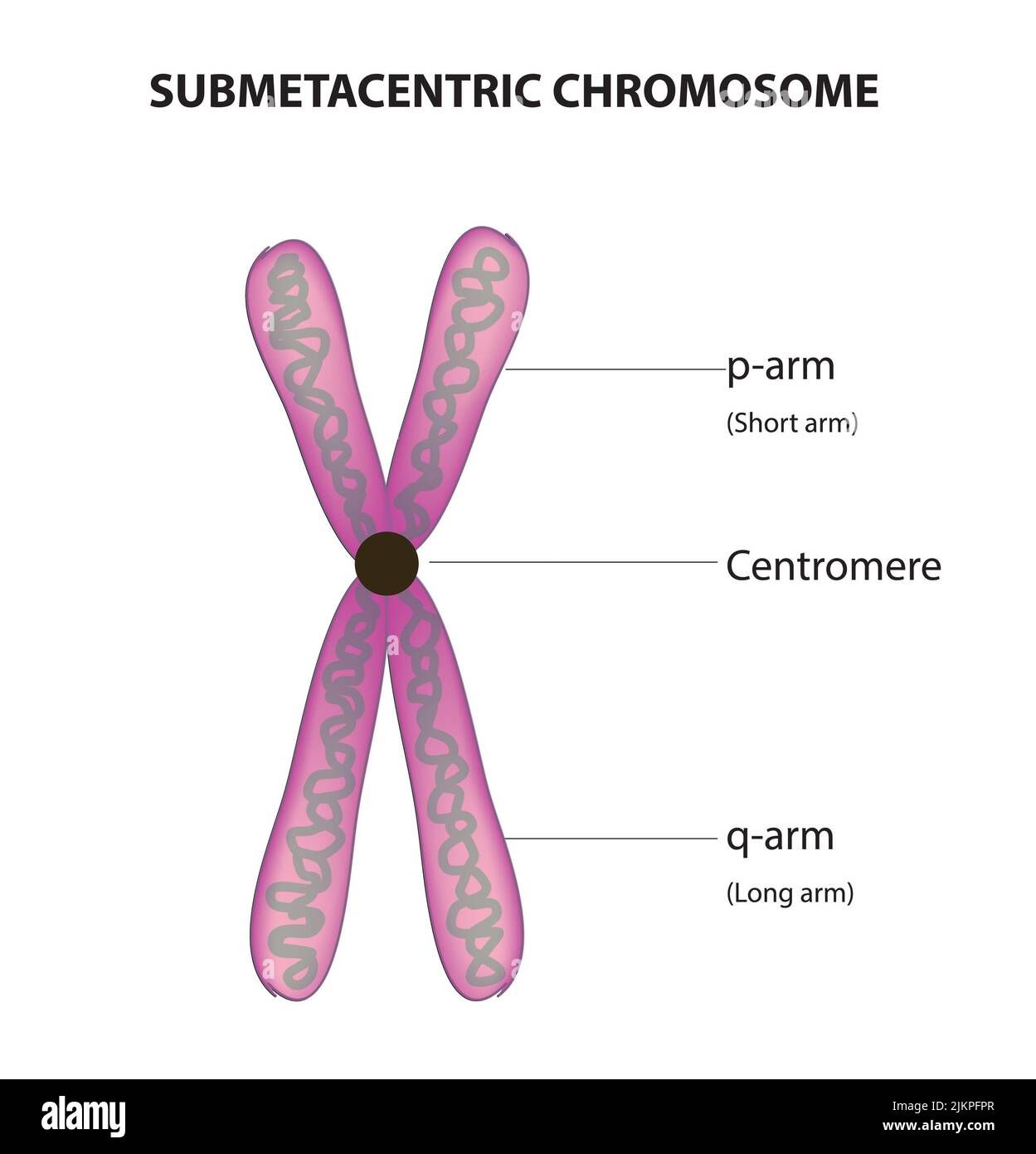 Submetacentric chromosome Stock Photo