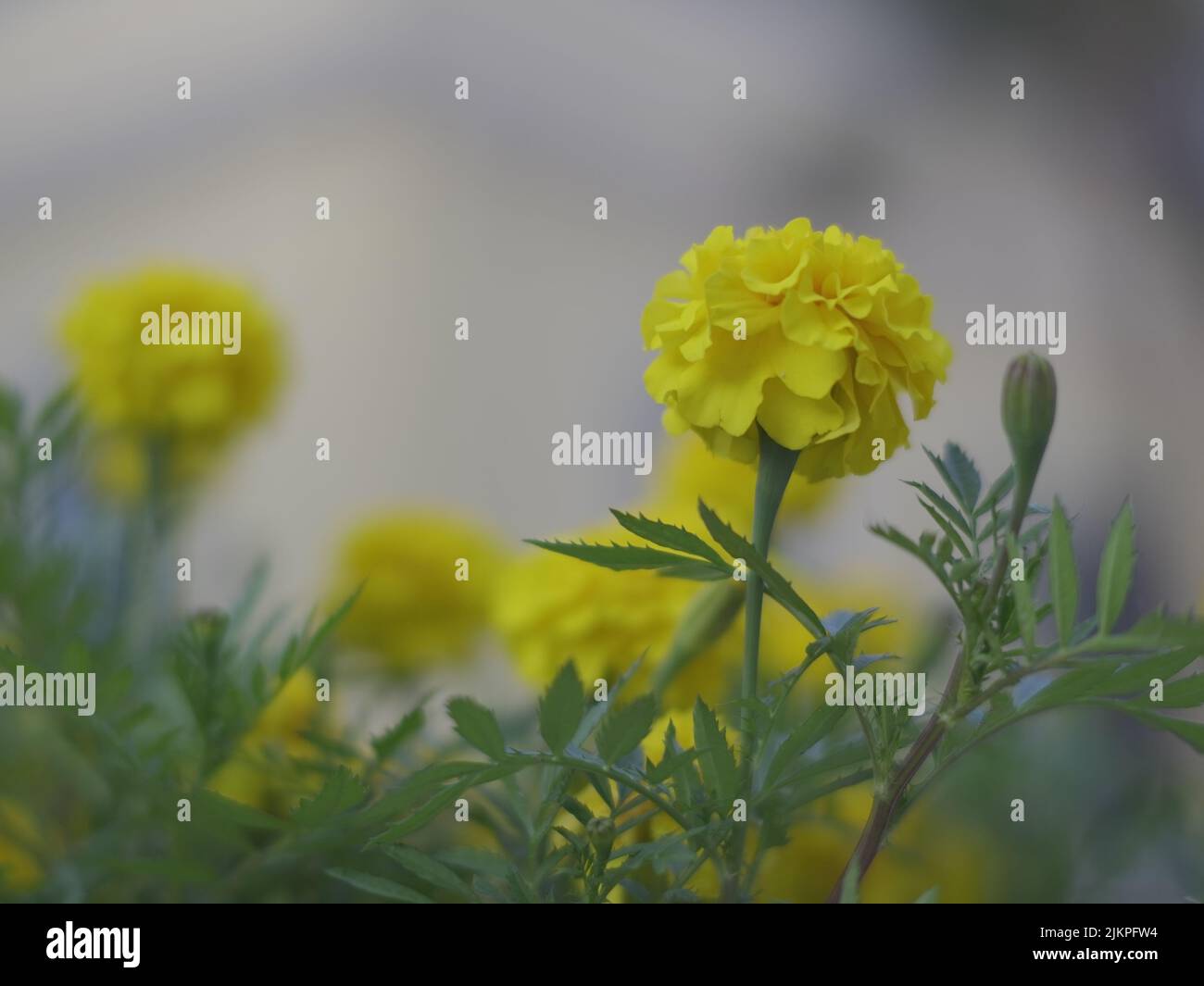 A closeup of yellow marigolds in a garden in Spring Stock Photo