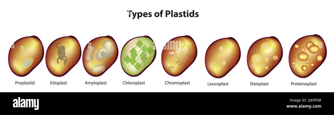Types of plastids Stock Photo