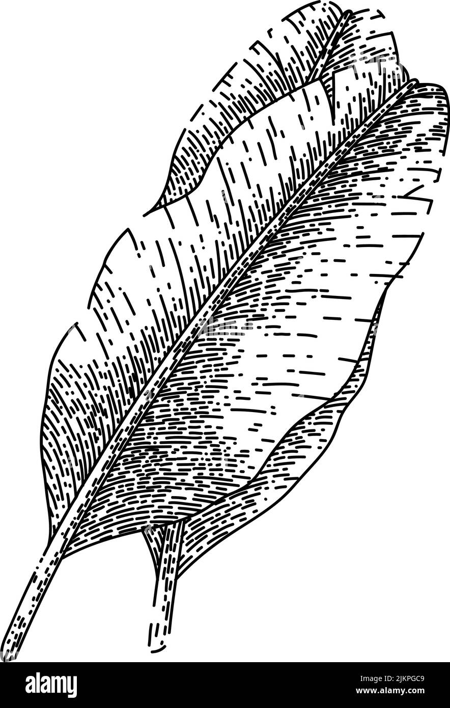 leaf banana sketch hand drawn vector Stock Vector Image & Art Alamy