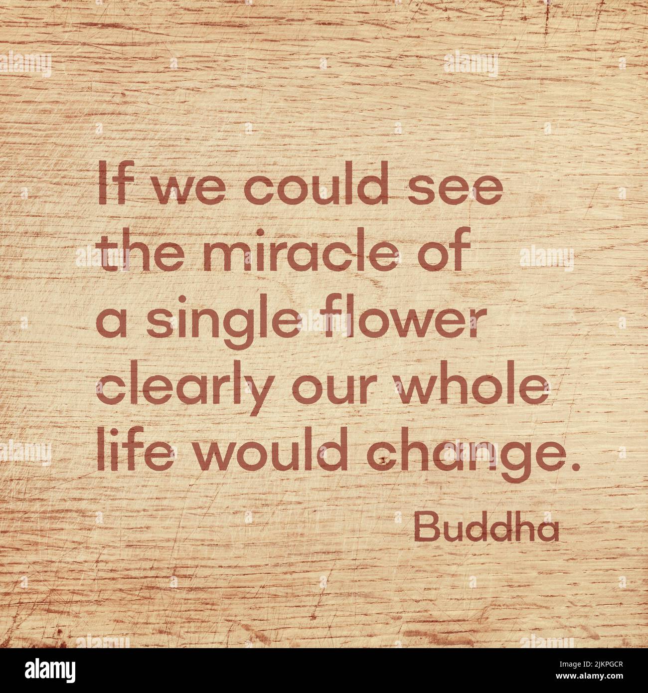 If we could see the miracle of a single flower clearly our whole life would change - famous quote of Gautama Buddha printed on grunge wooden board Stock Photo