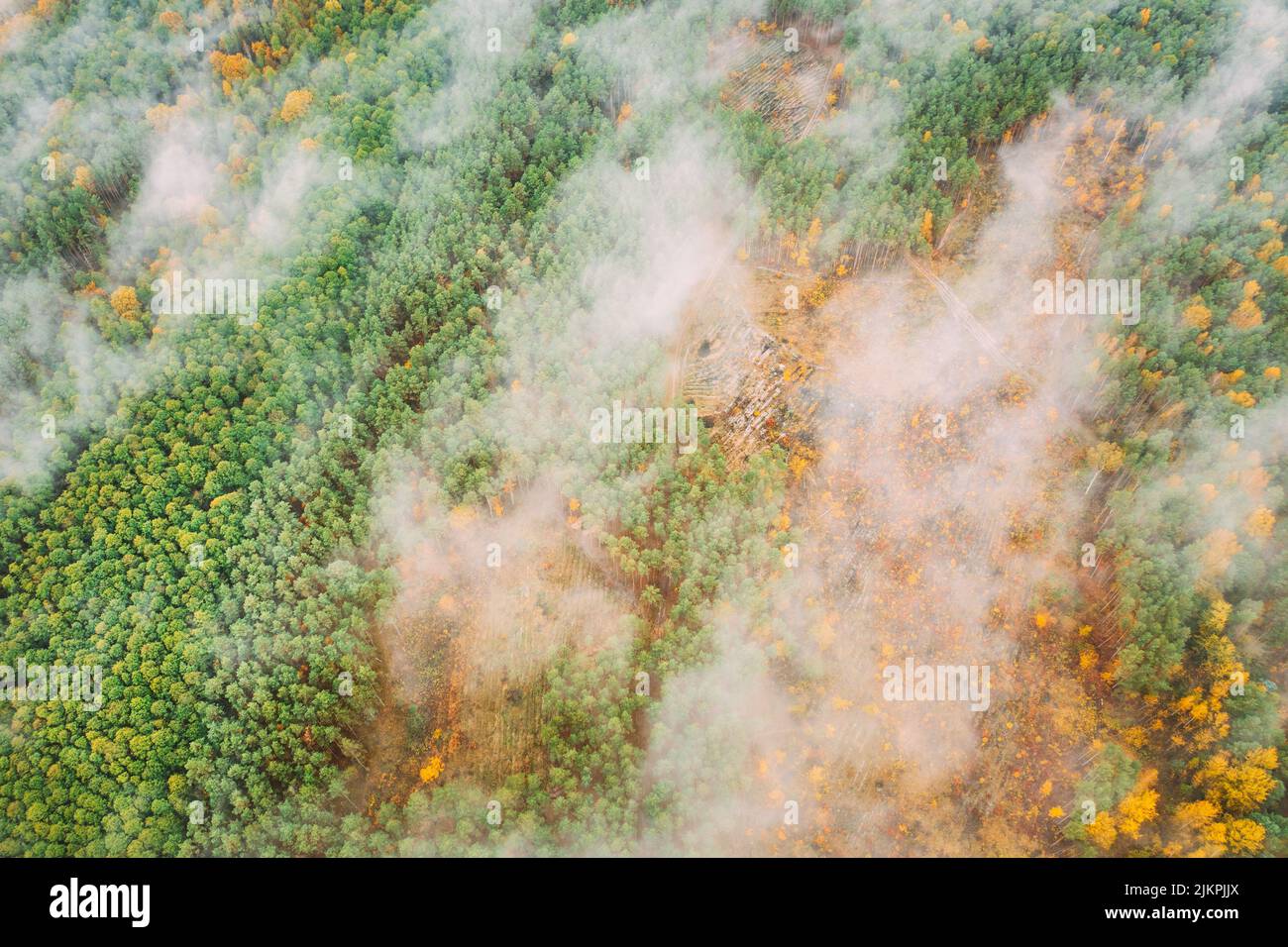 Aerial view of a logging zone cuts through forest. Bush fire and smoke in deforestation zone. Wild open fire destroys grass. Nature in danger Stock Photo