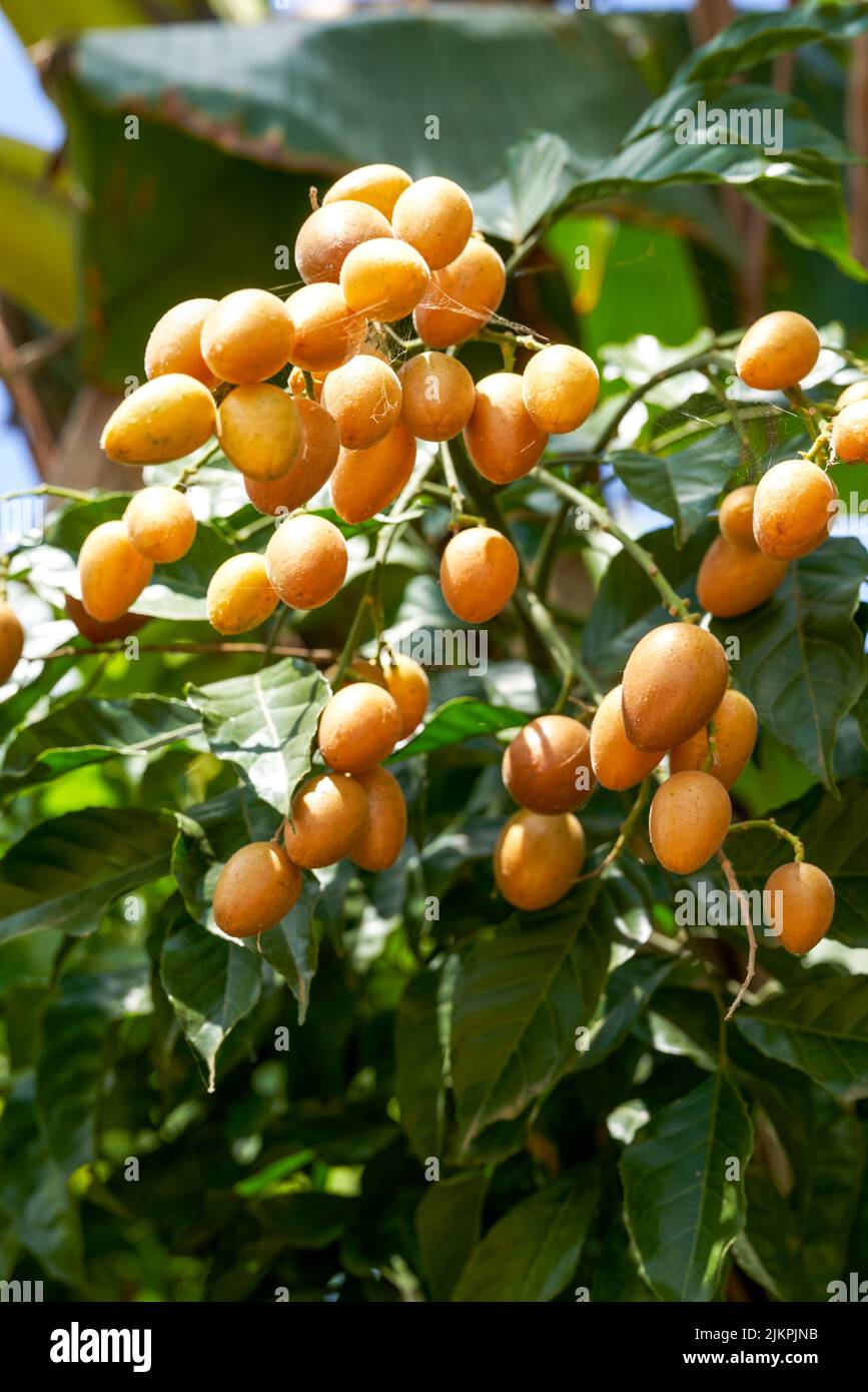 Mountain yellow bark fruit tree planted in wild orchard Stock Photo Alamy