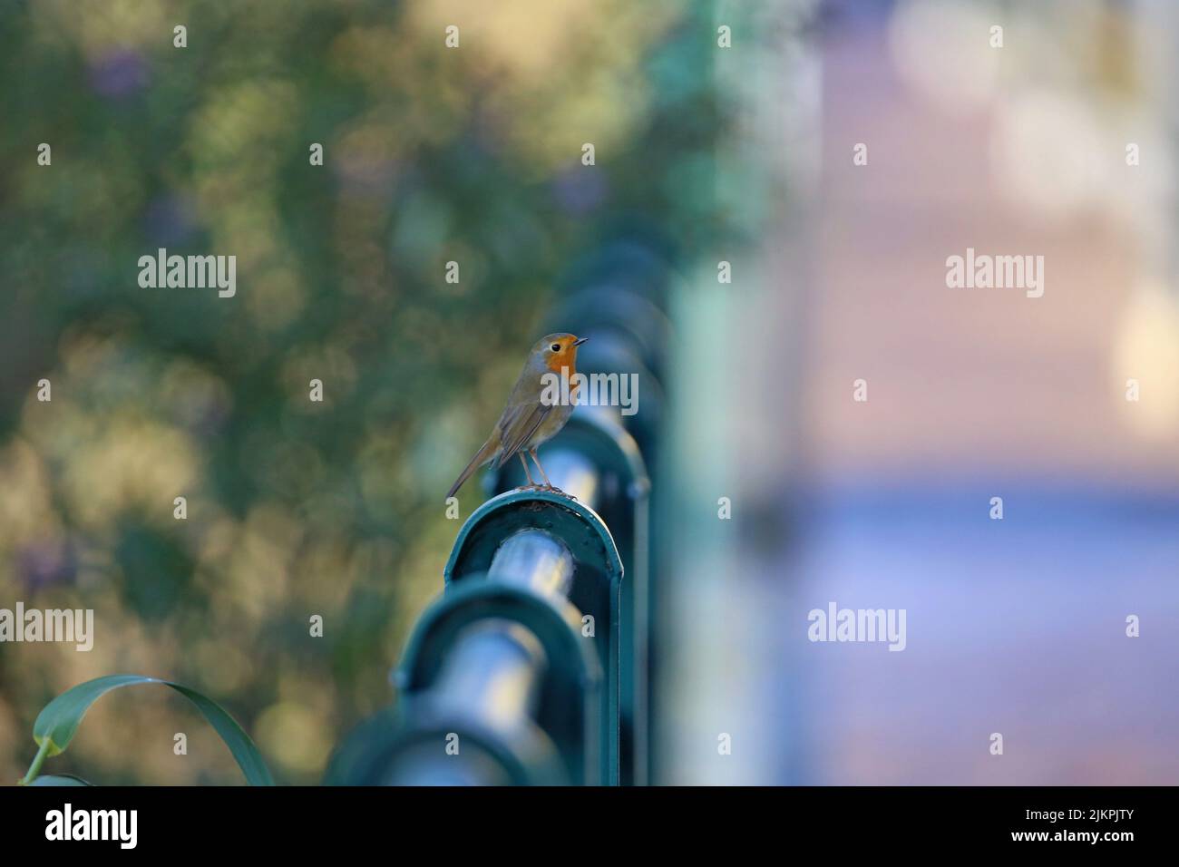 Metal railing bird hi-res stock photography and images - Alamy