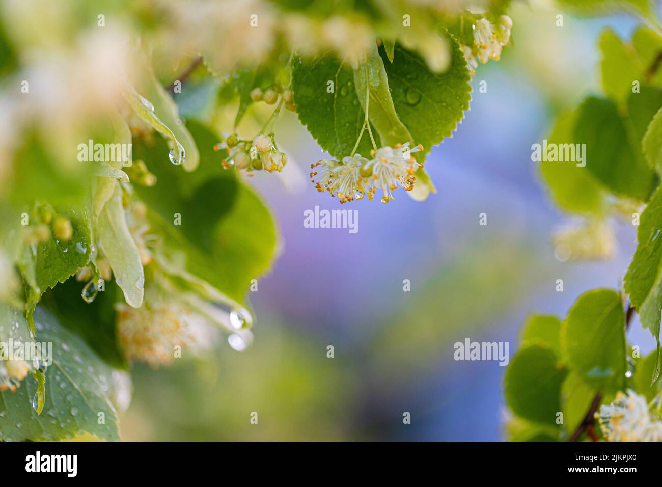 Linden yellow blossom of Tilia cordata tree (smallleaved lime, little leaf linden flowers or