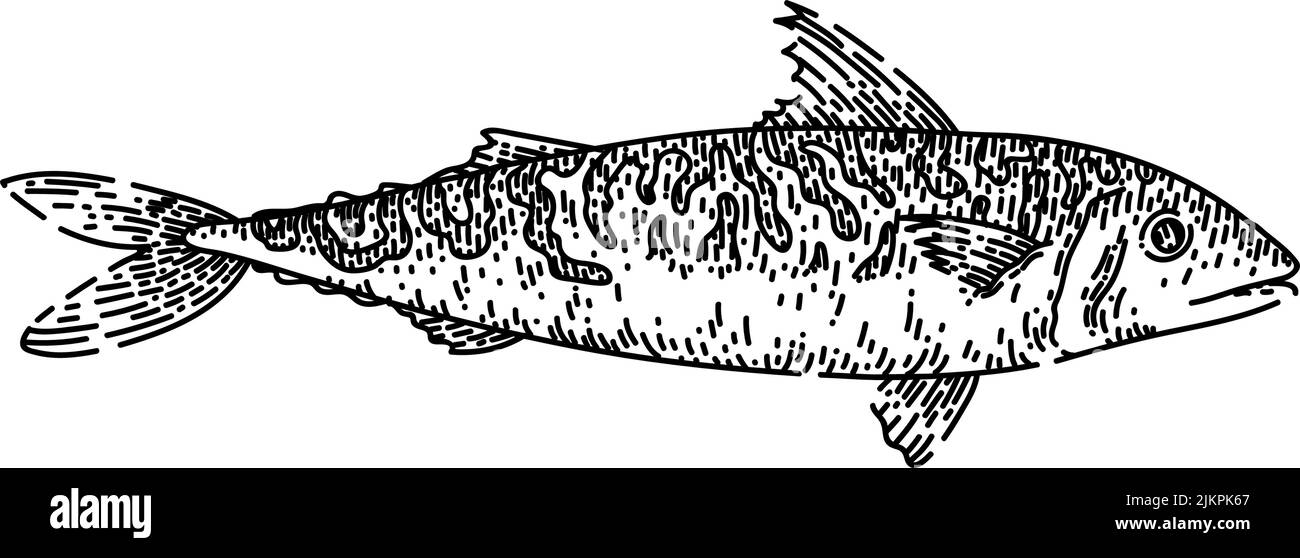 mackerel fish sketch hand drawn vector Stock Vector