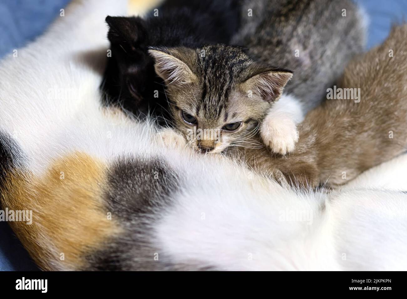 Closeup adorable kittens eating milk from mother cat, selective focus