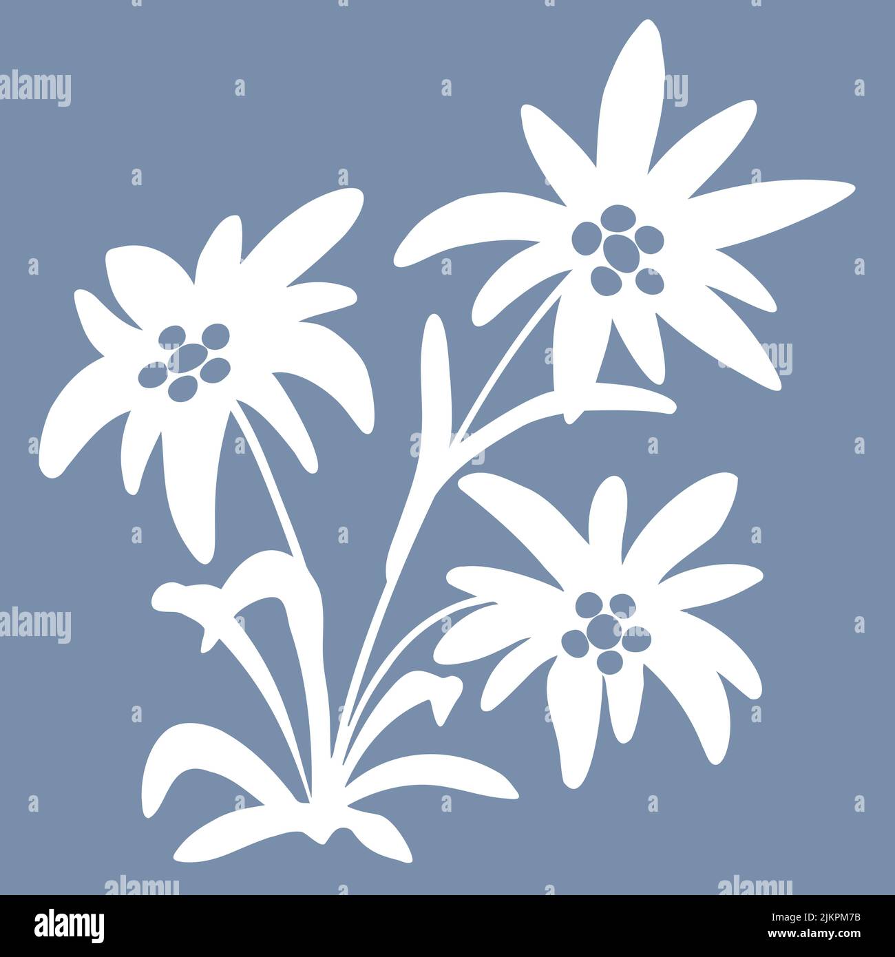 edelweiss flowers. Snow beauty. illustration. Alpine star. swiss symbol. For decoration, prints advertising logo posters invitation Stock Vector