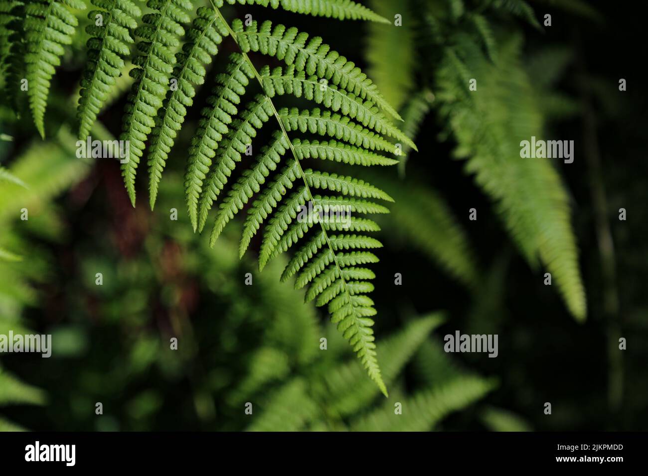 A lady fern frond in the blurred natural background Stock Photo