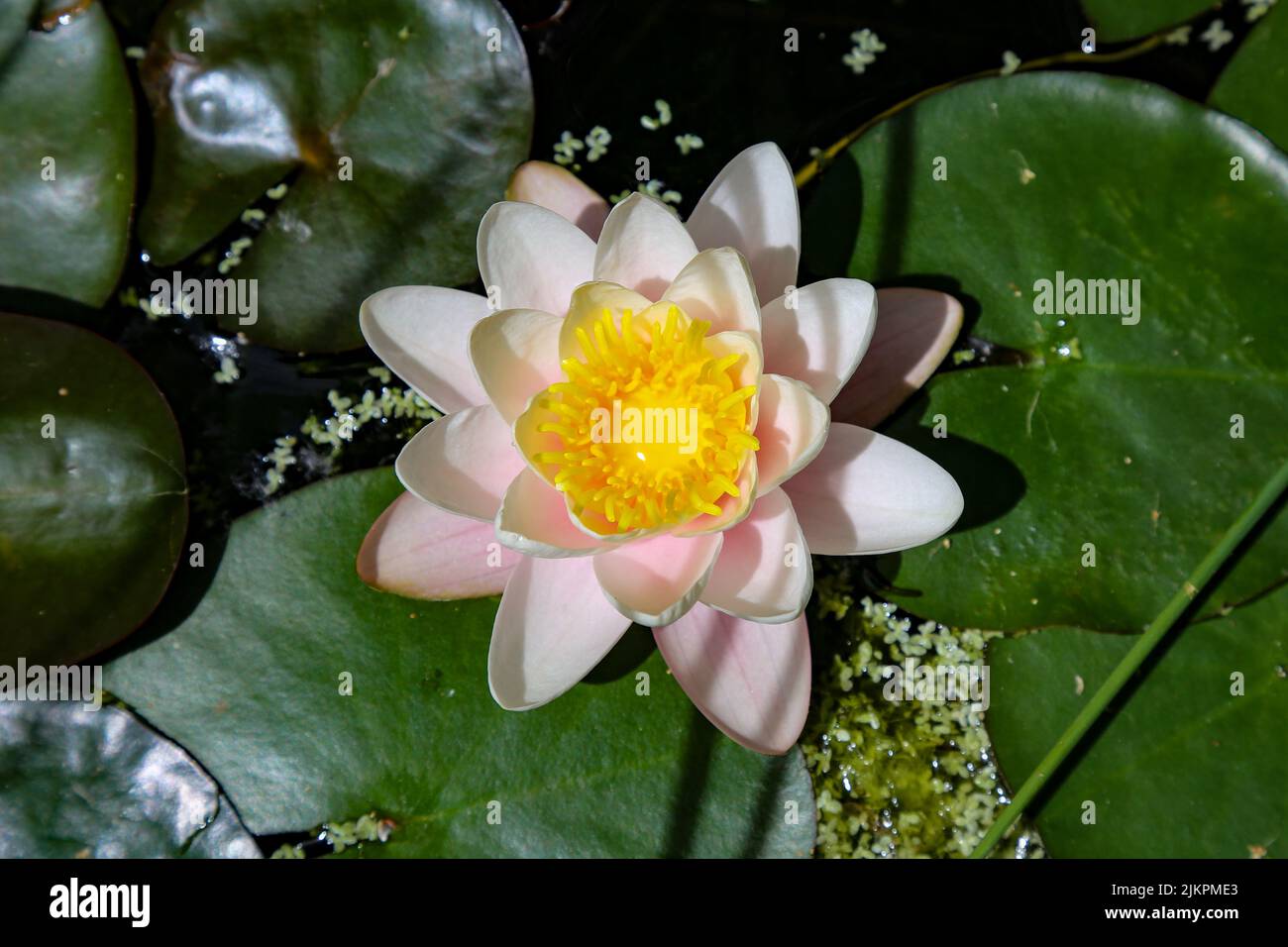 A top view of a beautiful water lily among the leaves in a pond under the sunlight Stock Photo
