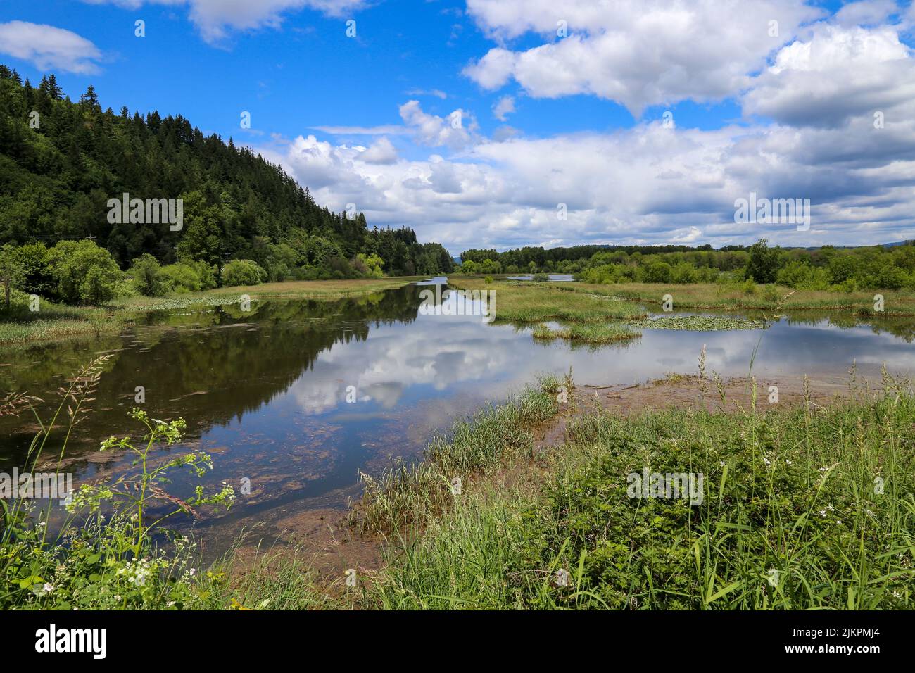 A peaceful scene with a calm river by green wood on a summer day Stock Photo