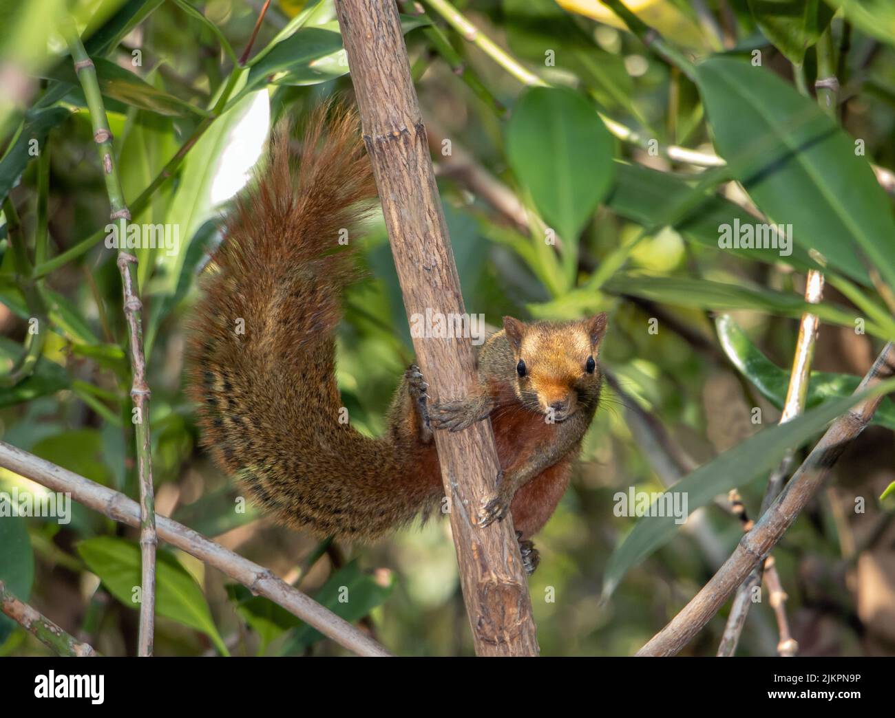 The red-bellied tree squirrel climbs on tree and look into camera. Pallas's squirrel (Callosciurus erythraeus) in a tropical nature, Thailand. Stock Photo